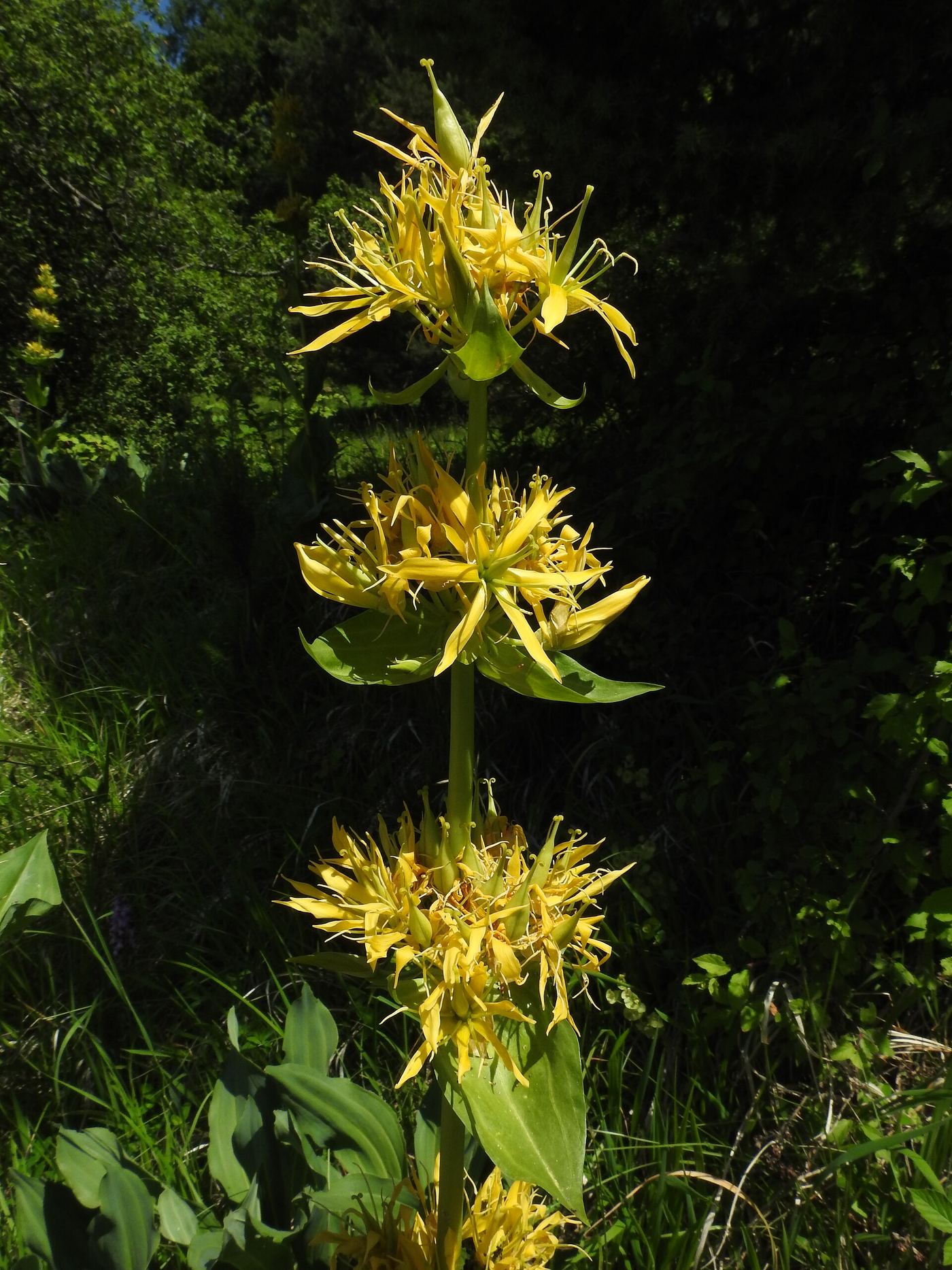 Fiori gialli di genziana lutea